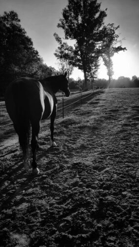 horse in field